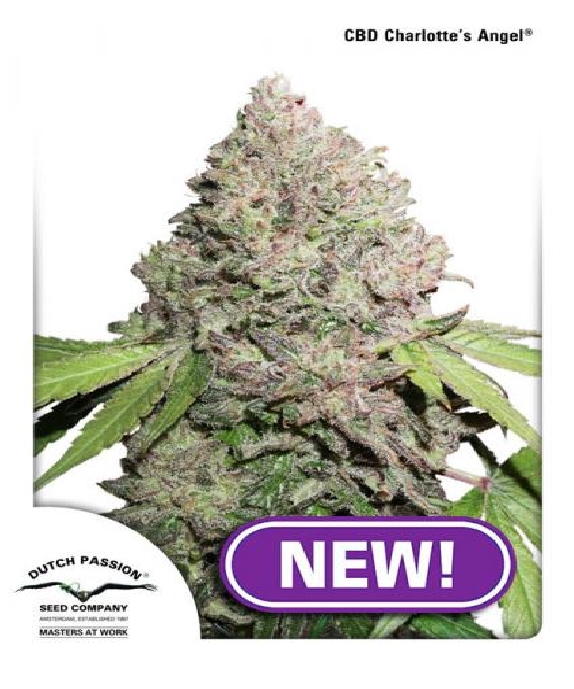 CBD Charlotte's Angel Cannabis Seeds