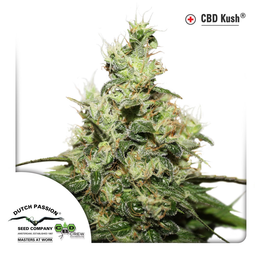 CBD Kush Cannabis Seeds