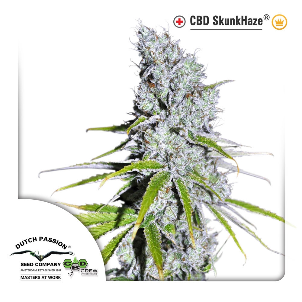 CBD Skunk Haze Cannabis Seeds