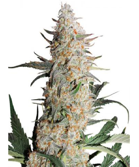 Critical Orange Punch Cannabis Seeds