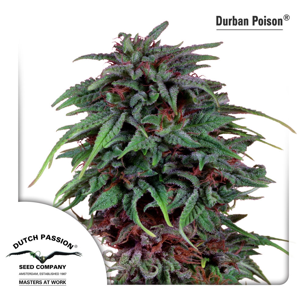 Durban Poison Cannabis Seeds