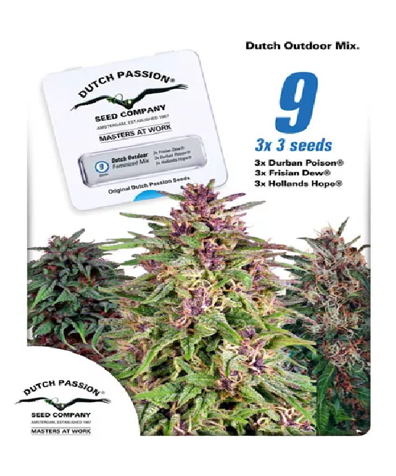 Dutch Outdoor Mix Cannabis Seeds