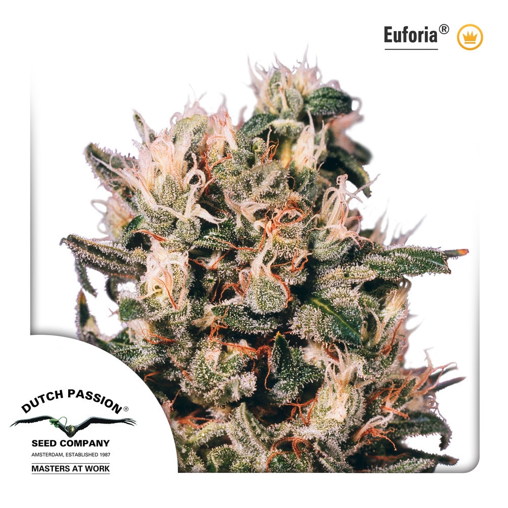 Euforia Cannabis Seeds