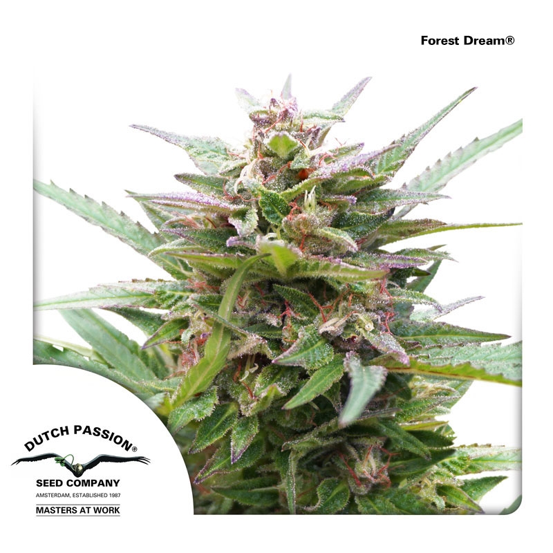 Forest Dream Cannabis Seeds