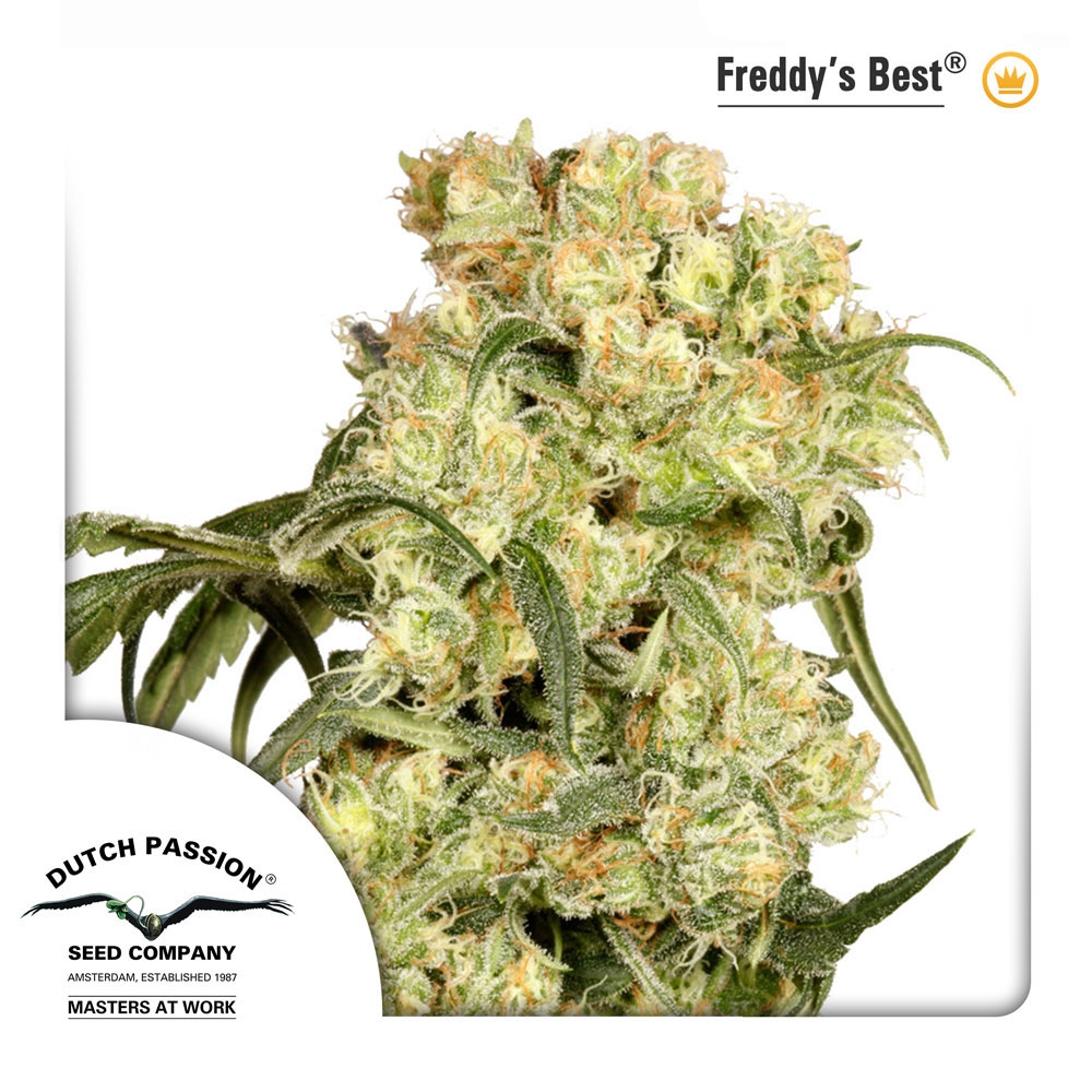 Freddys Best Cannabis Seeds