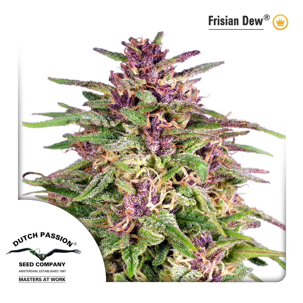 Frisian Dew Cannabis Seeds