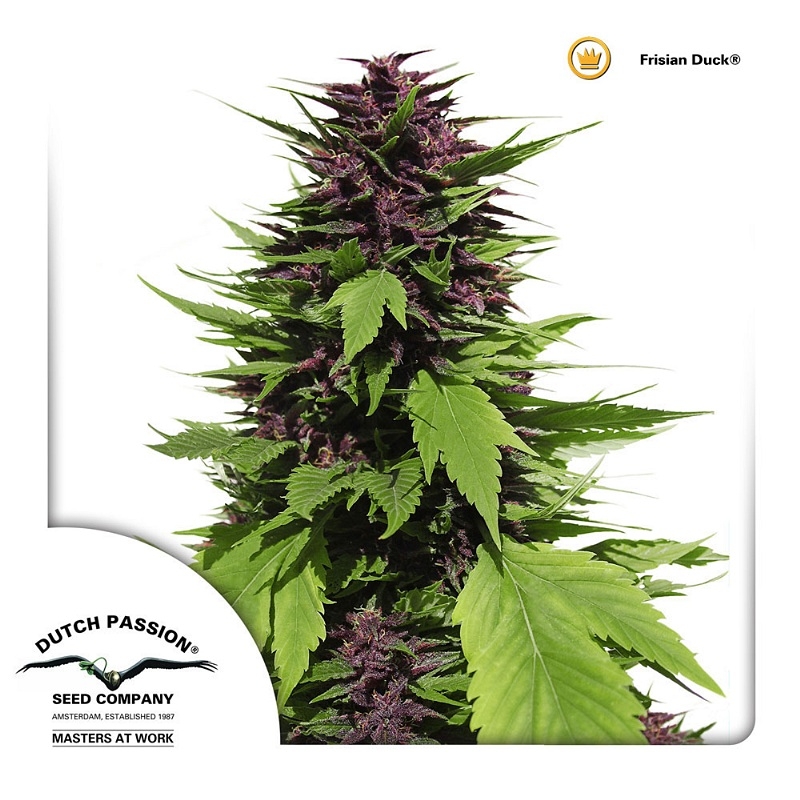 Frisian Duck Cannabis Seeds