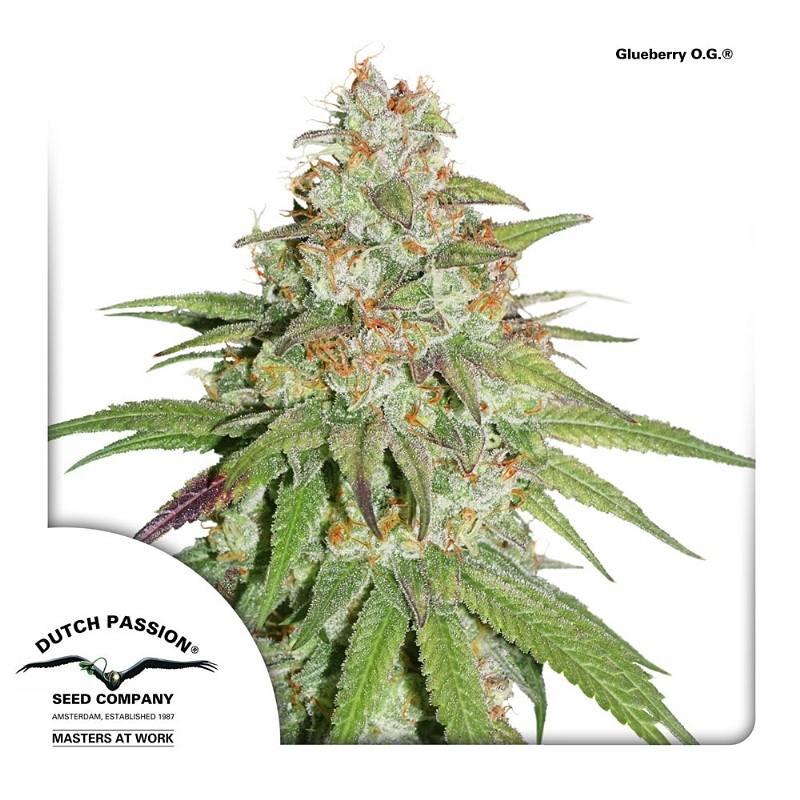 Glueberry OG Cannabis Seeds