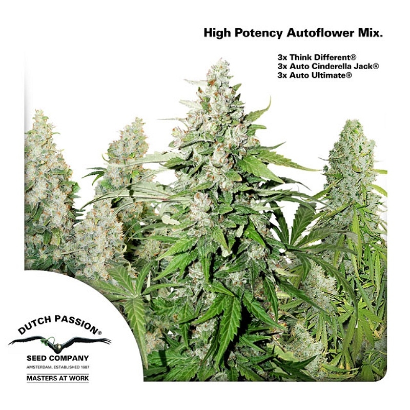 High Potency Autoflower Mix Cannabis Seeds