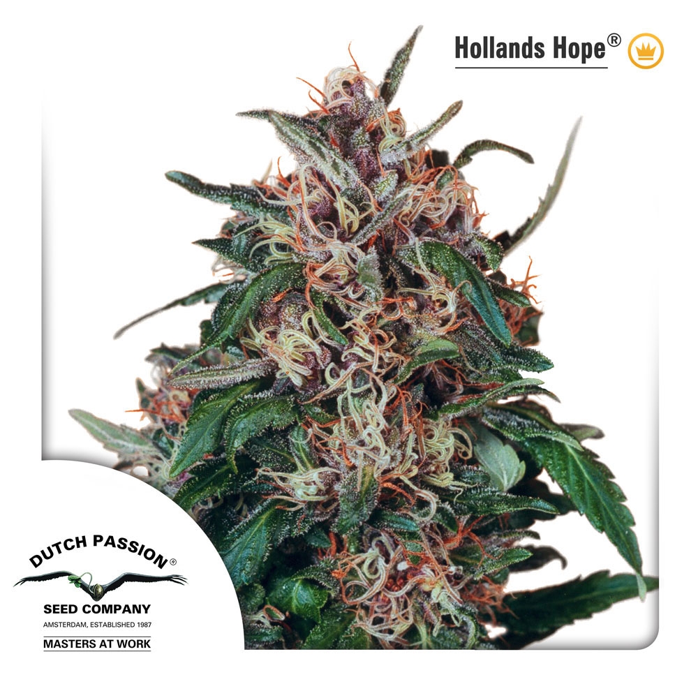 Hollands Hope regular Cannabis Seeds