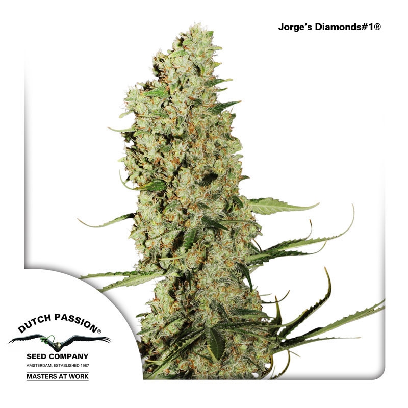 Jorges Diamond Cannabis Seeds