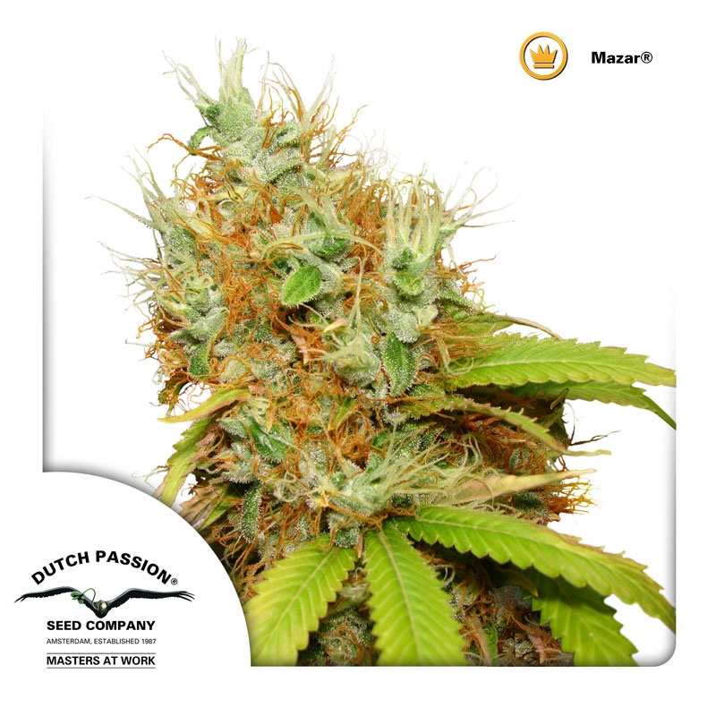 Mazar Cannabis Seeds