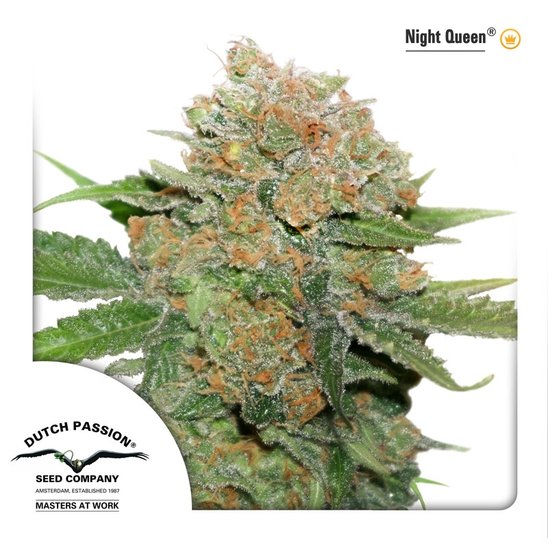 Night Queen Cannabis Seeds