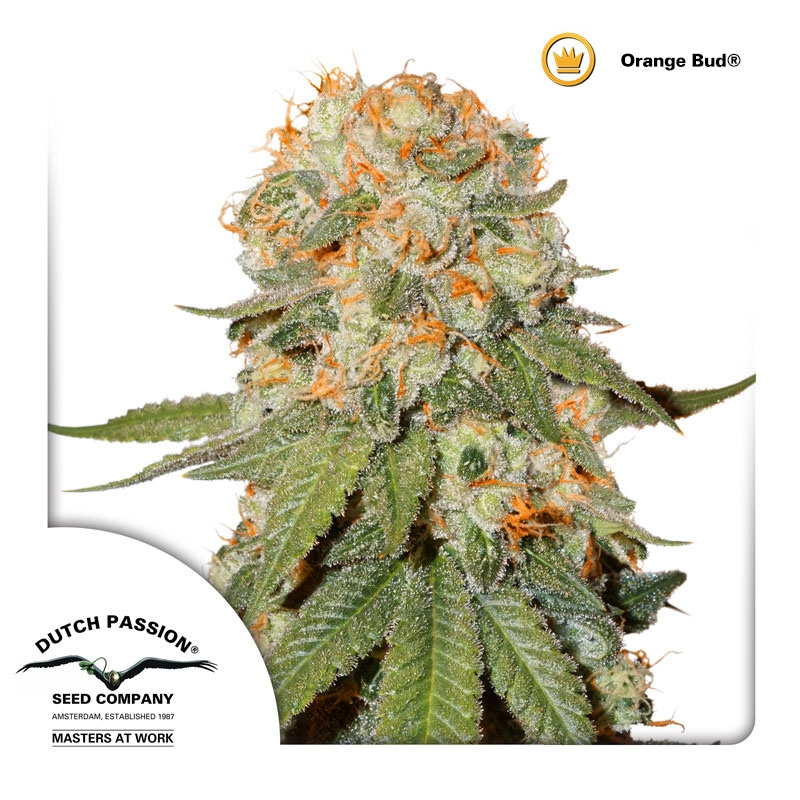 Orange Bud Cannabis Seeds