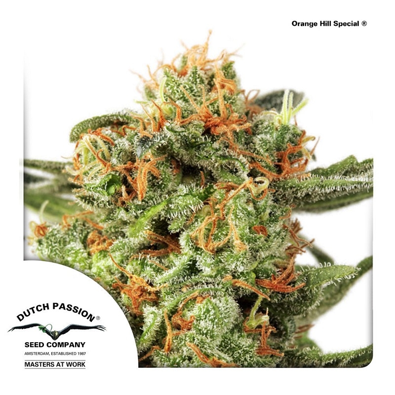 Orange Hill Special Cannabis Seeds