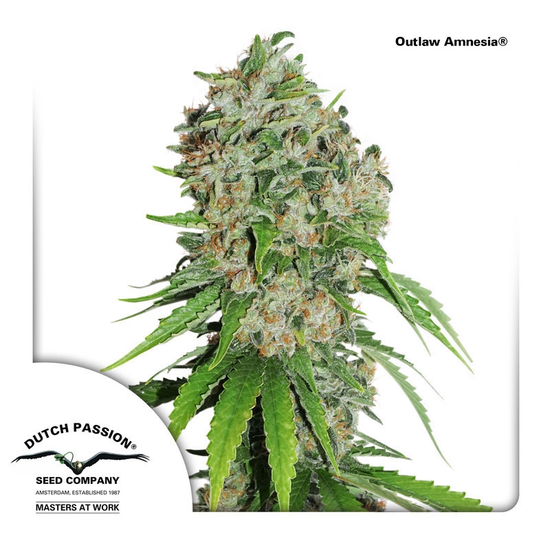 Outlaw Amnesia Cannabis Seeds