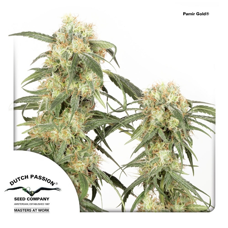 Pamir Gold Cannabis Seeds
