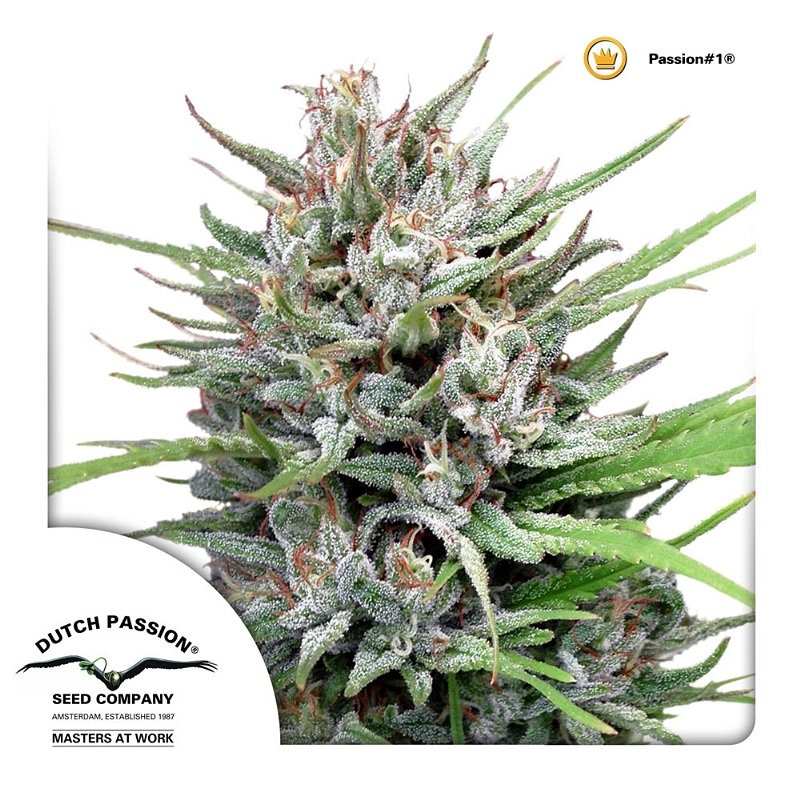 Passion #1 feminised Cannabis Seeds