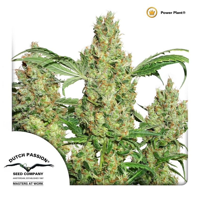 Power Plant Cannabis Seeds