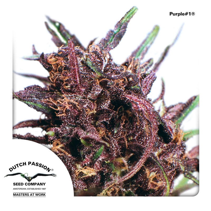 Purple #1 Cannabis Seeds