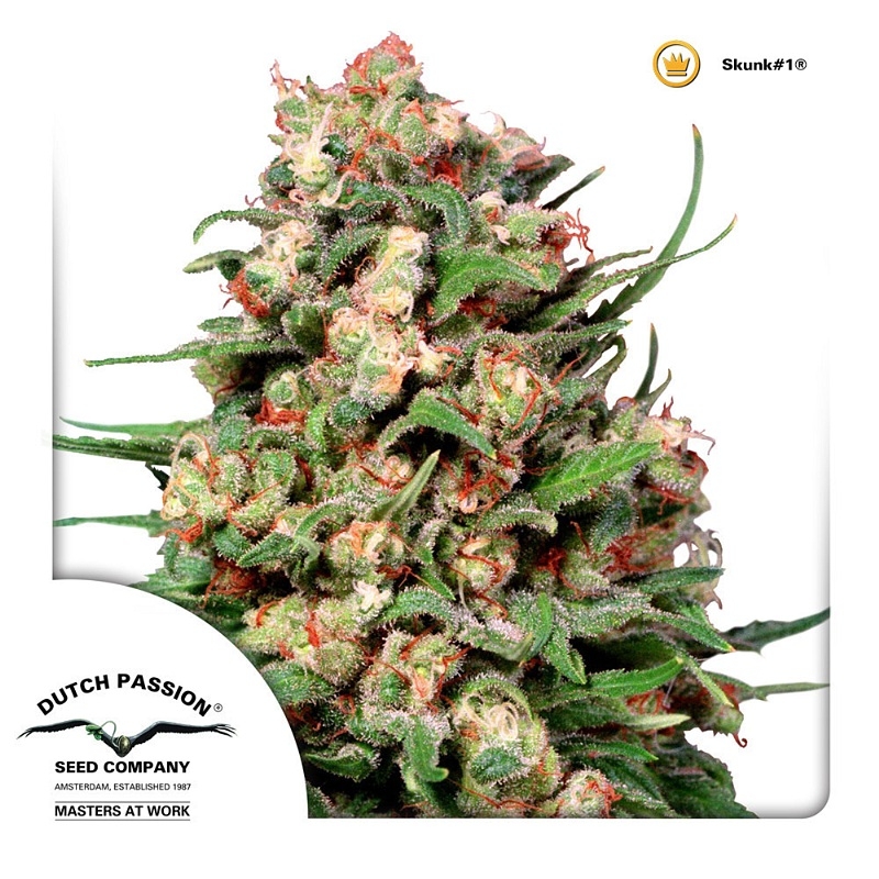 Skunk 1 Cannabis Seeds