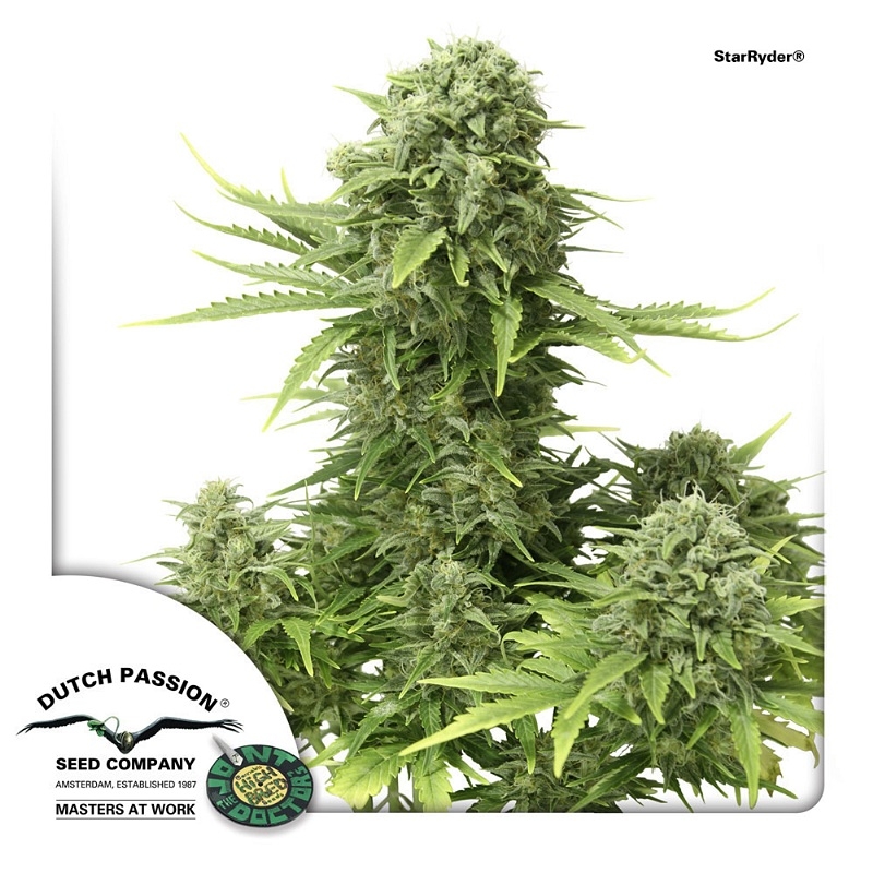 StarRyder Cannabis Seeds