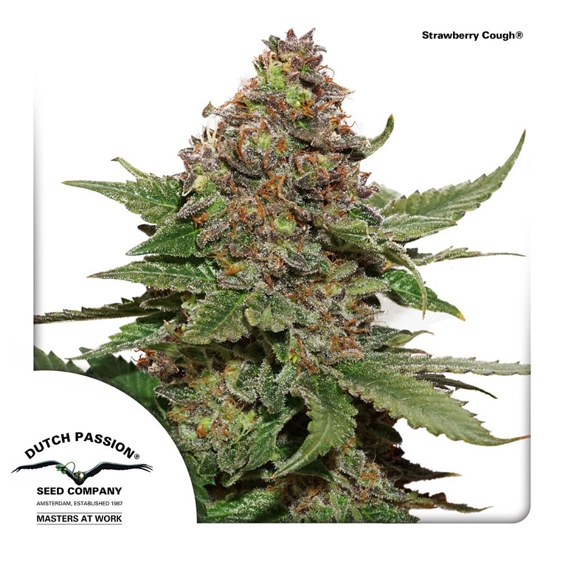 Strawberry Cough Cannabis Seeds