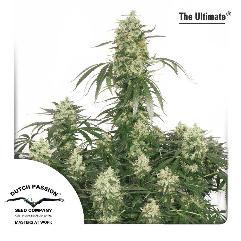 The Ultimate Cannabis Seeds