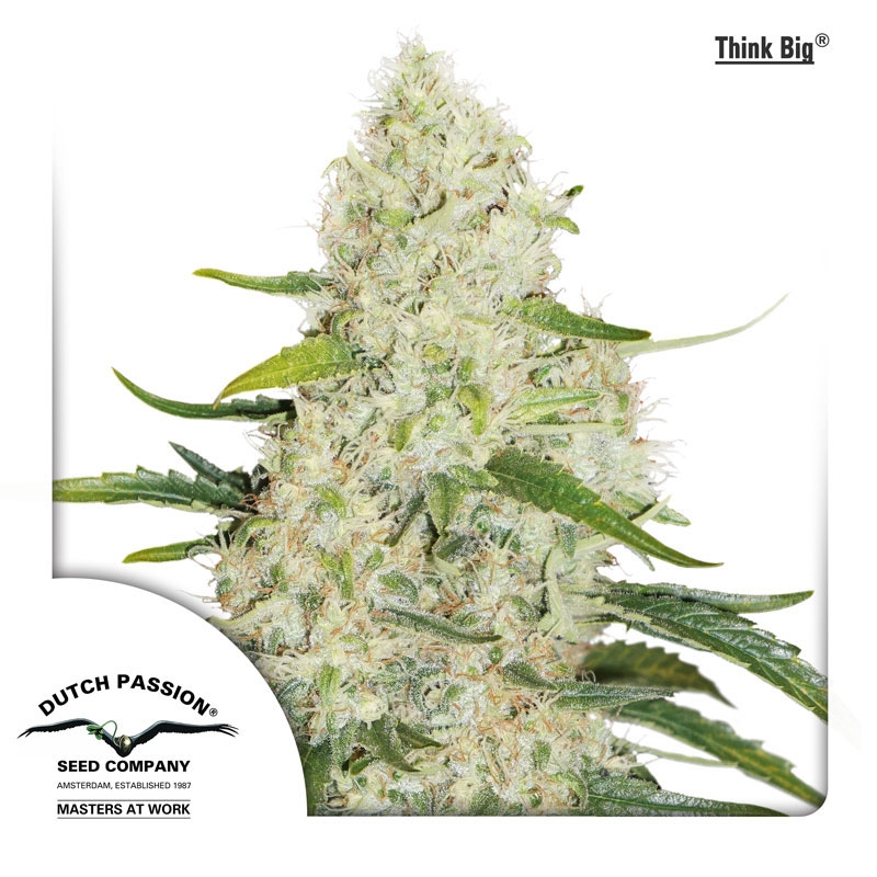 Think Big Cannabis Seeds