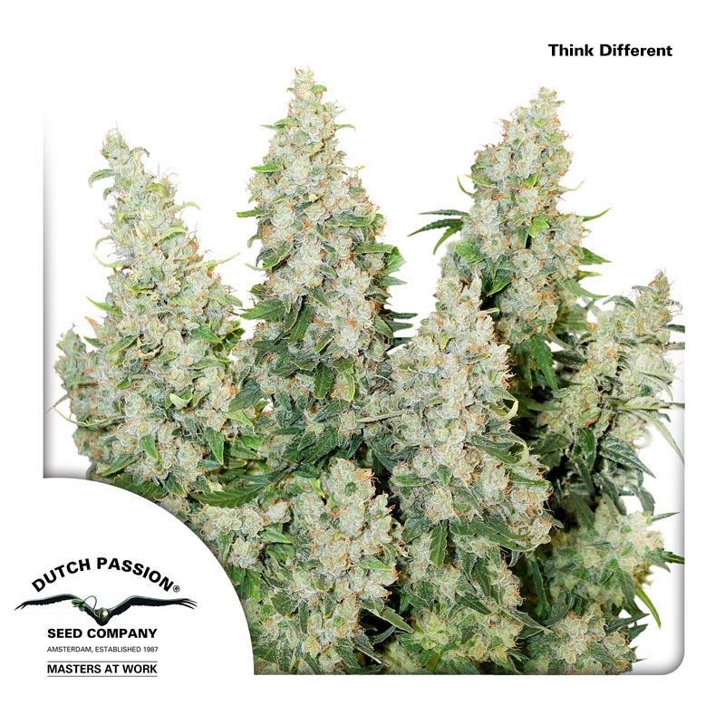 Think Different Auto Cannabis Seeds