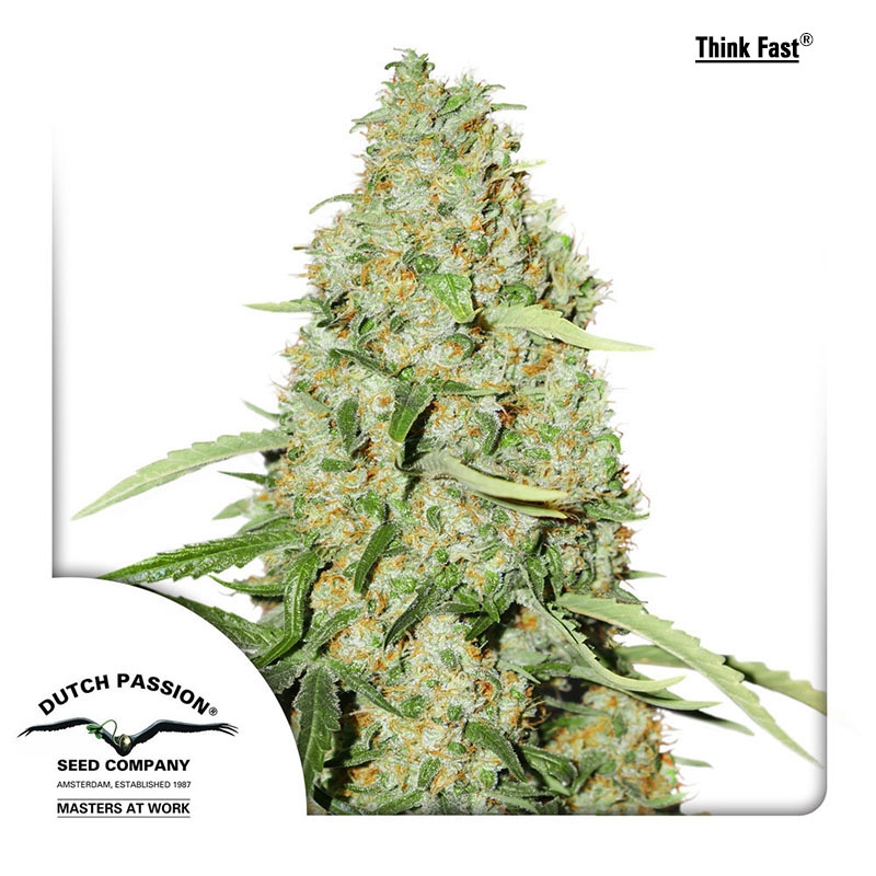 Think Fast Cannabis Seeds