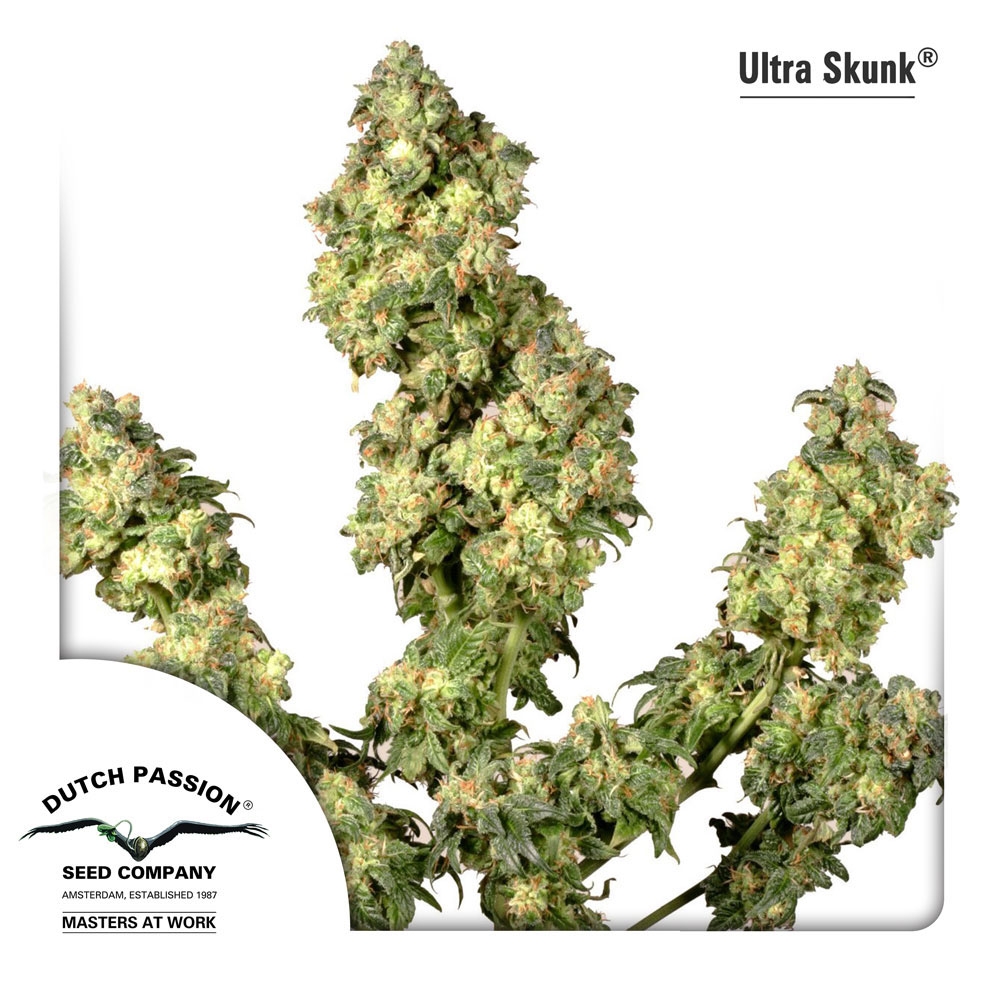 Ultra Skunk Cannabis Seeds