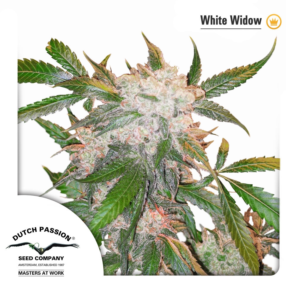 White Widow feminised Cannabis Seeds