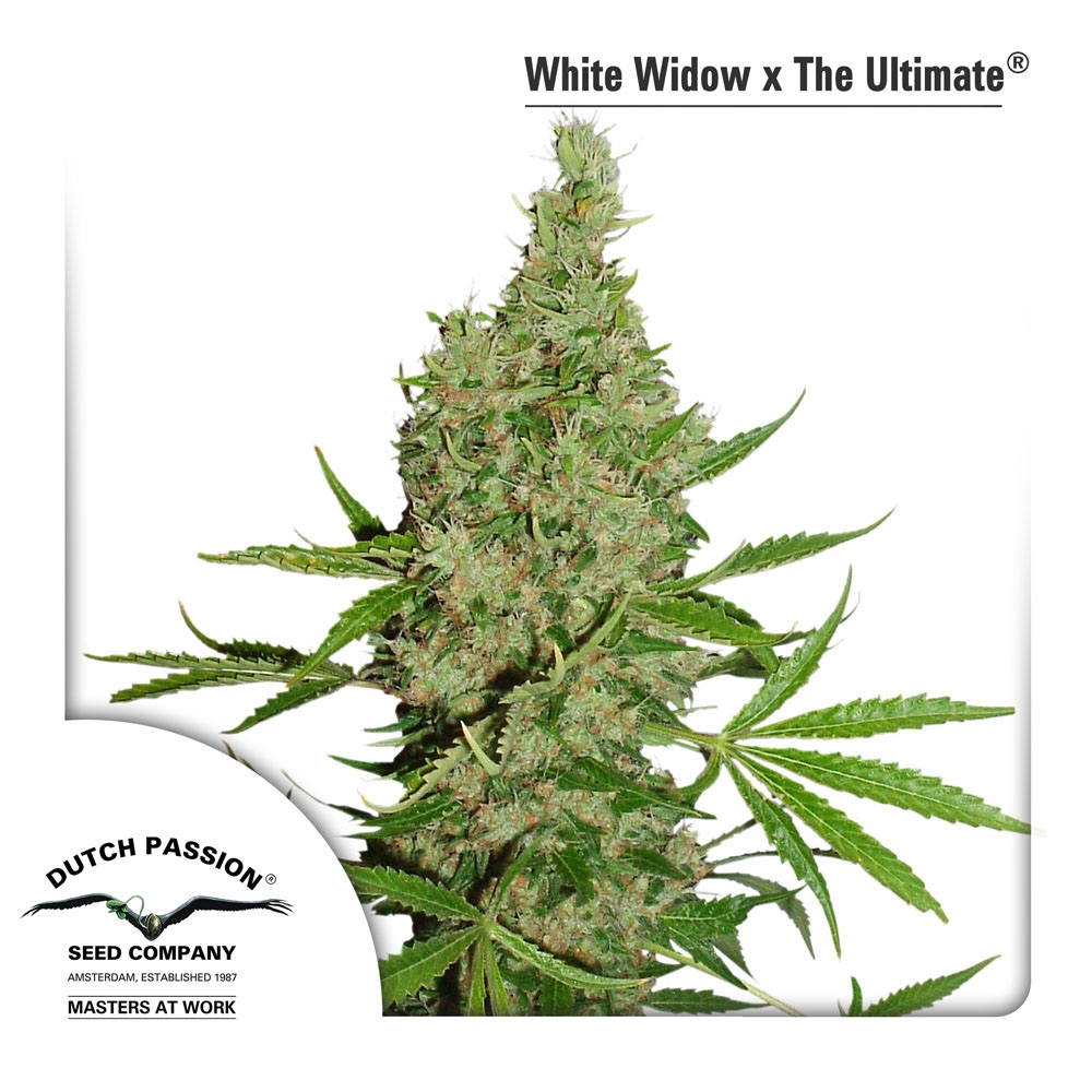 White Widow X The Ultimate Cannabis Seeds