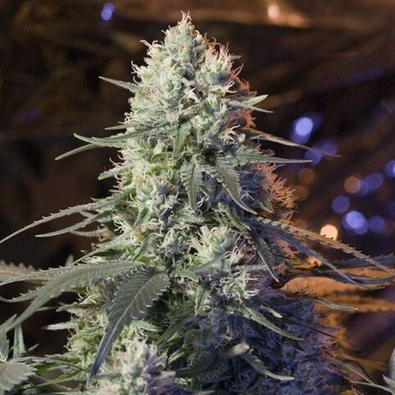 Chaos Kush Cannabis Seeds