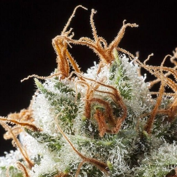 Grizzly Kush Cannabis Seeds
