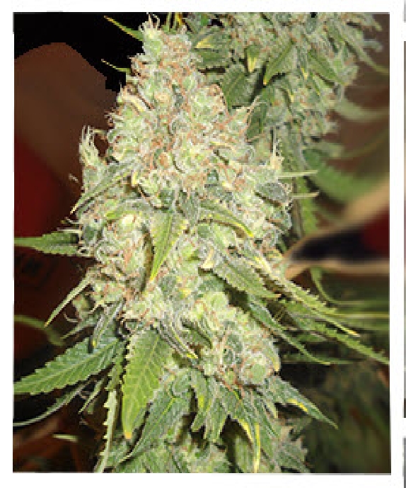 Blackberry OG CBD Feminised Cannabis Seeds