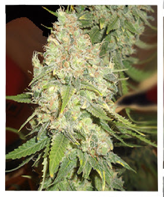 Blackberry OG CBD Regular Cannabis Seeds