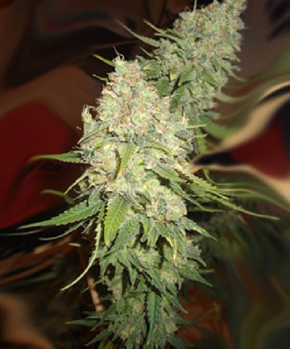 Blackberry OG Feminised Cannabis Seeds