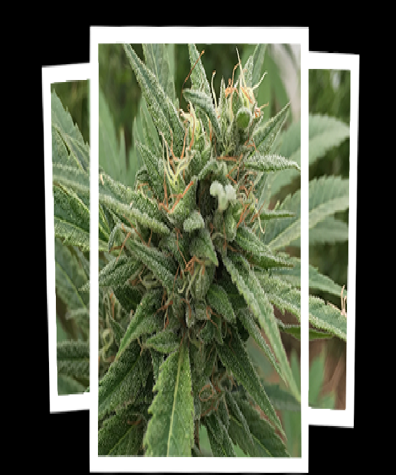 Blueberry Headband Auto Regular Cannabis Seeds