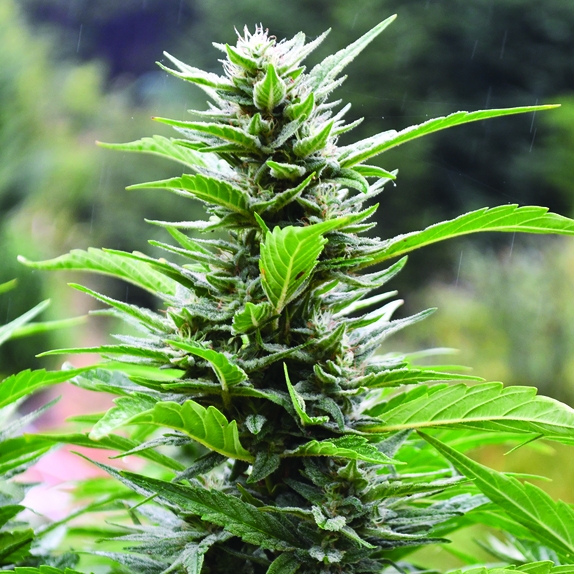 Blueberry Headband Feminised CBD Cannabis Seeds