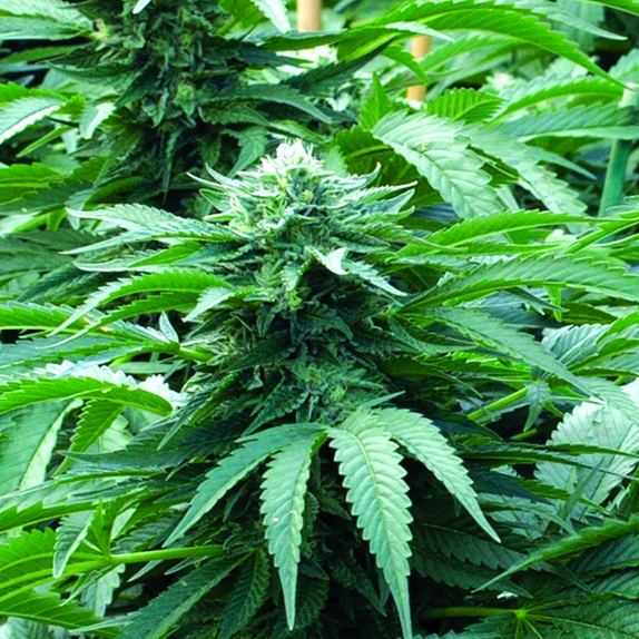 Bubba 76 Feminised Cannabis Seeds