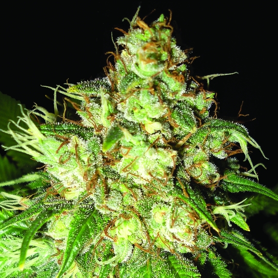 Bubba Cheese Auto Regular Cannabis Seeds