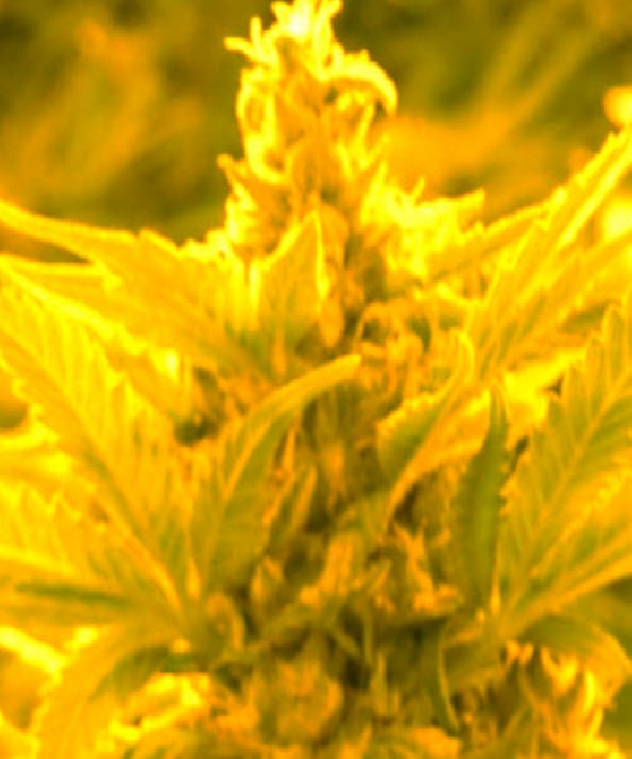 Cheesy Headband Feminised Cannabis Seeds