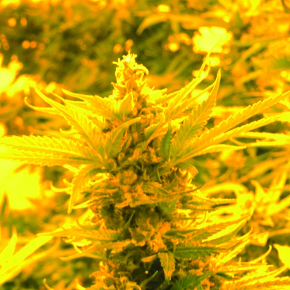 Cheesy Headband Regular Cannabis Seeds