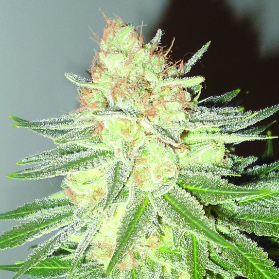Cotton Candy Cane Feminised Cannabis Seeds