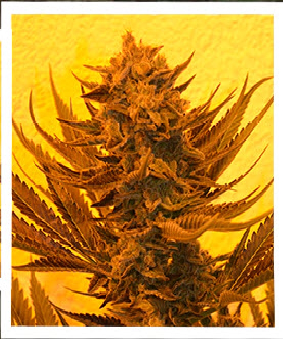 Critical 707 CBD Feminised Cannabis Seeds