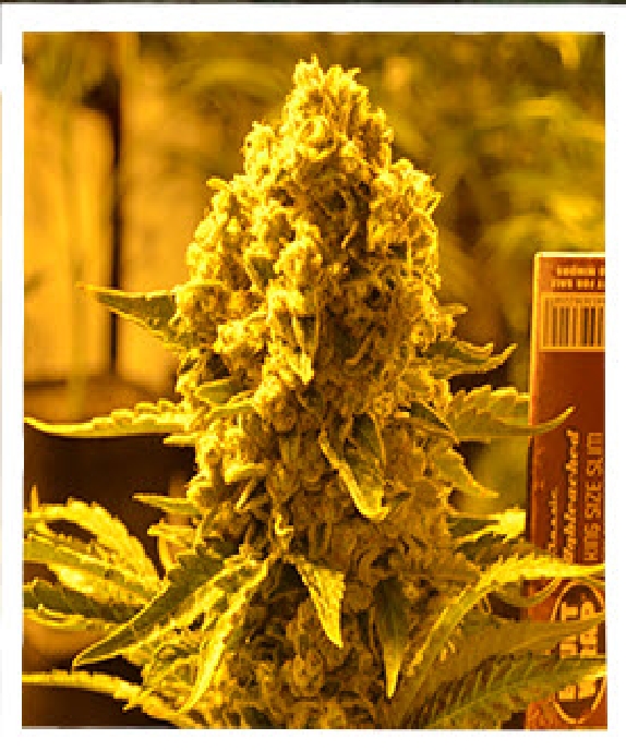 Critical 707 Feminised Cannabis Seeds