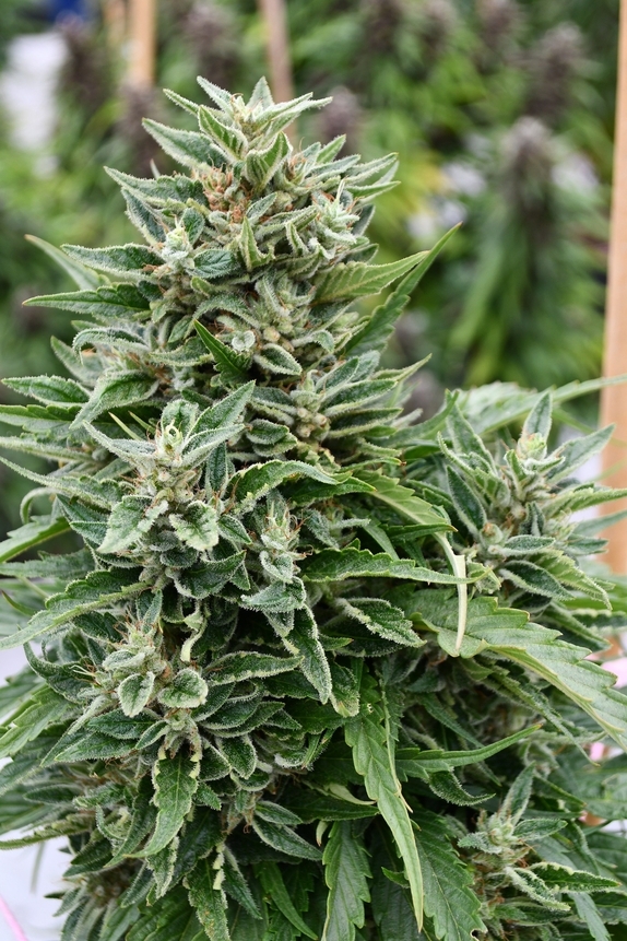 Critical Sour Diesel CBD Feminised Cannabis Seeds