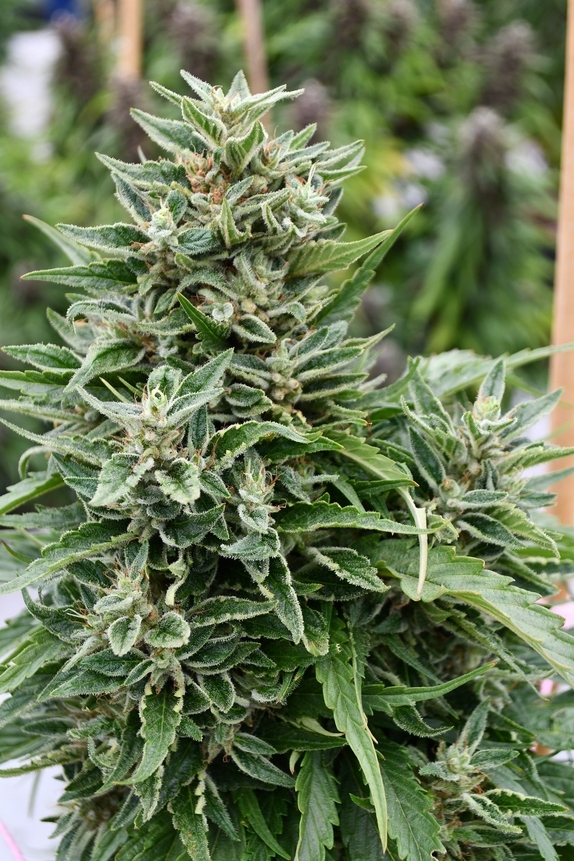 Critical Sour Diesel CBD Regular Cannabis Seeds